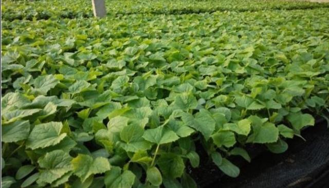 黄瓜怎样育苗雌花多雄花少?