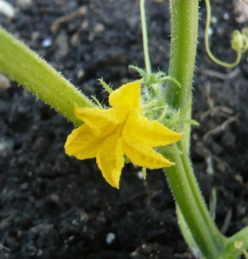 黄瓜怎样育苗雌花多雄花少?