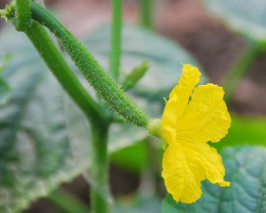 黄瓜怎样育苗雌花多雄花少?