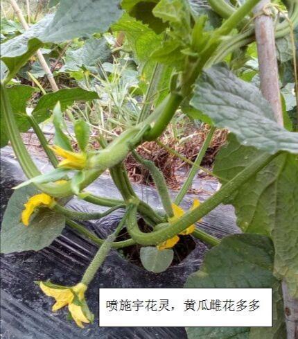 黄瓜怎样育苗雌花多雄花少?