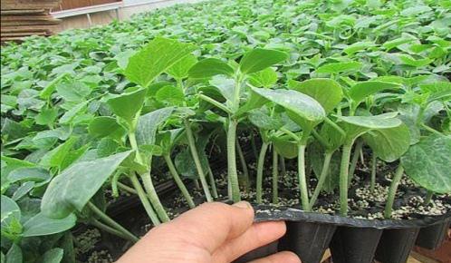 黄瓜怎样育苗雌花多雄花少?