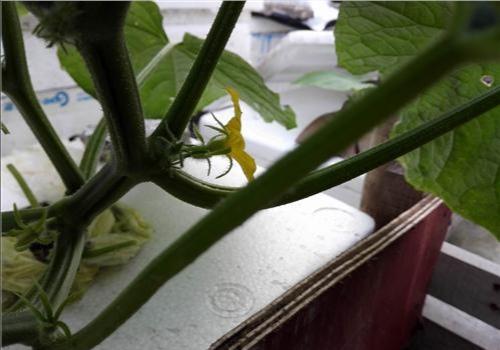 黄瓜怎样育苗雌花多雄花少?