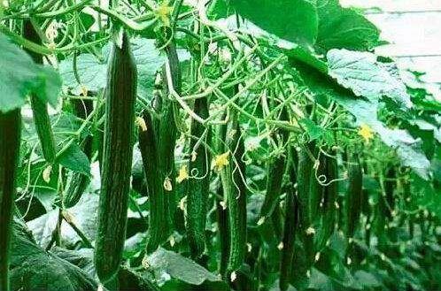 黄瓜怎样育苗雌花多雄花少?