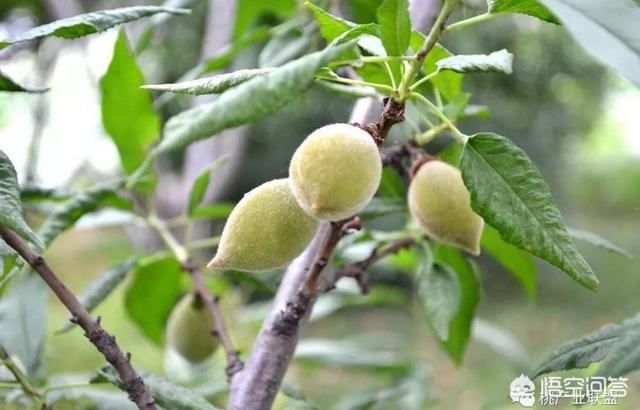 桃树硬核期不用复合肥,用硫酸钾和什么肥料?