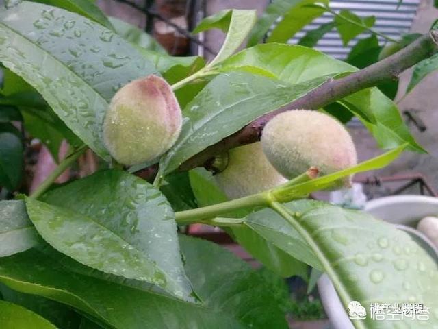 桃树硬核期不用复合肥,用硫酸钾和什么肥料?