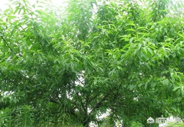 桃树硬核期不用复合肥,用硫酸钾和什么肥料?
