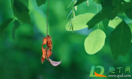 处暑节气吃什么好 处暑一般什么气候