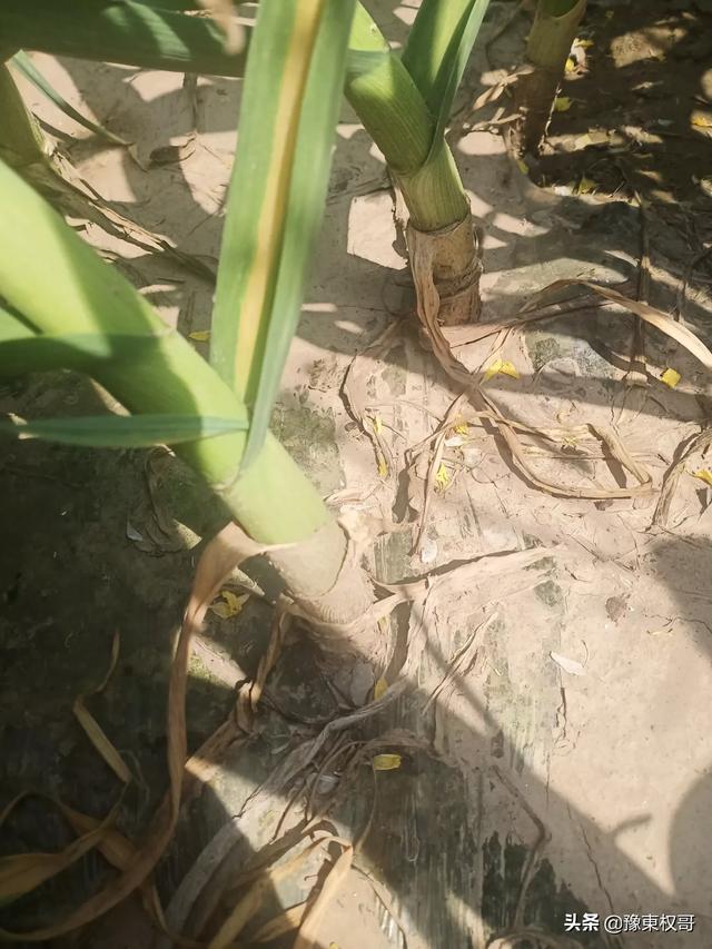 把蒜苔抽掉了,会影响大蒜的生长吗?