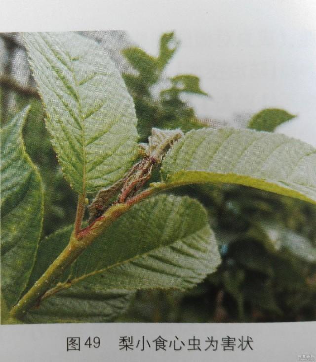 樱桃树食心虫几月打药?