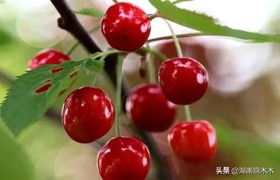 2年樱桃树什么时候可以打叶面肥？