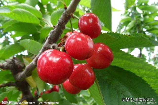 2年樱桃树什么时候可以打叶面肥？