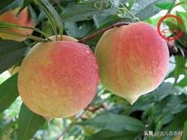 今年的倒春寒会对桃子的价格有影响吗?