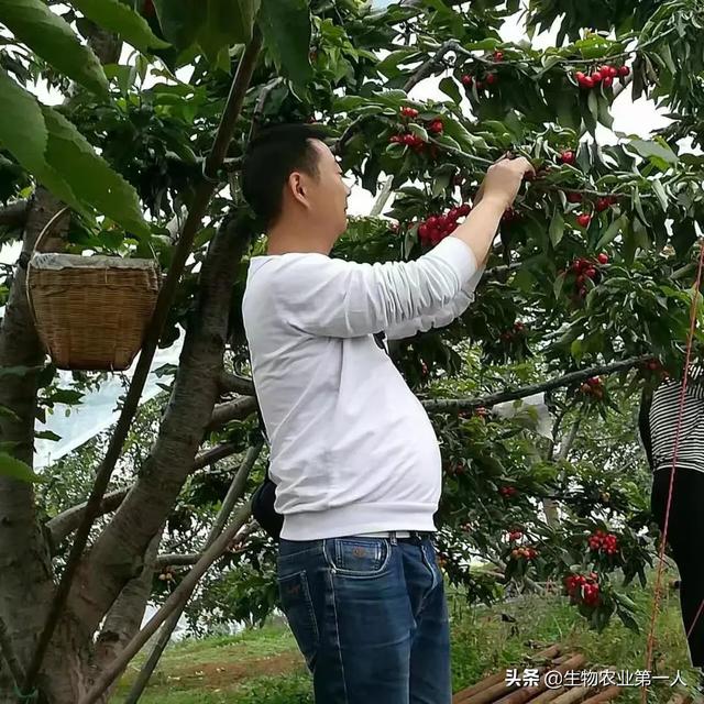 樱桃转色期,如何管理才能着色艳、果甜、卖出好价钱？