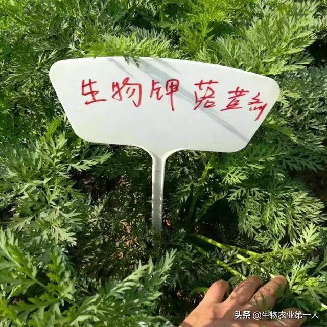樱桃转色期,如何管理才能着色艳、果甜、卖出好价钱？