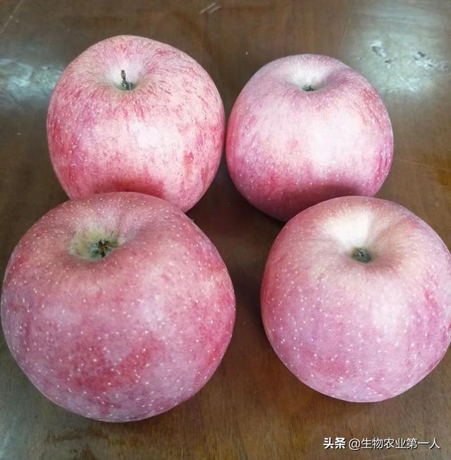 樱桃转色期,如何管理才能着色艳、果甜、卖出好价钱？