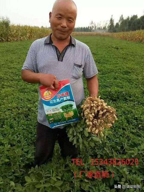 花生是什么时候播种的？什么样的土壤种植花生比较合适？