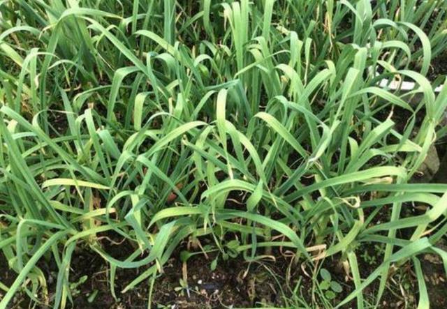 农村种植的大蒜，用粪池水可以直接浇吗？