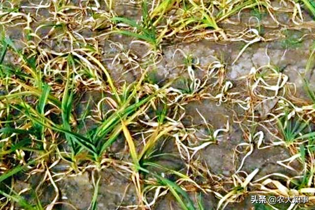农村种植的大蒜，用粪池水可以直接浇吗？