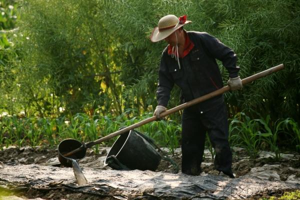 农村种植的大蒜，用粪池水可以直接浇吗？