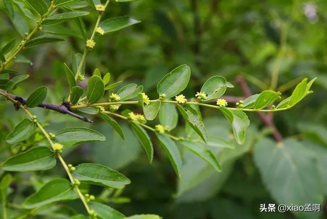 枣树花期适合用哪些肥料能提高坐果率?
