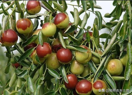 枣树花期适合用哪些肥料能提高坐果率?