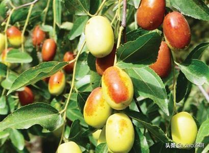 枣树花期适合用哪些肥料能提高坐果率?