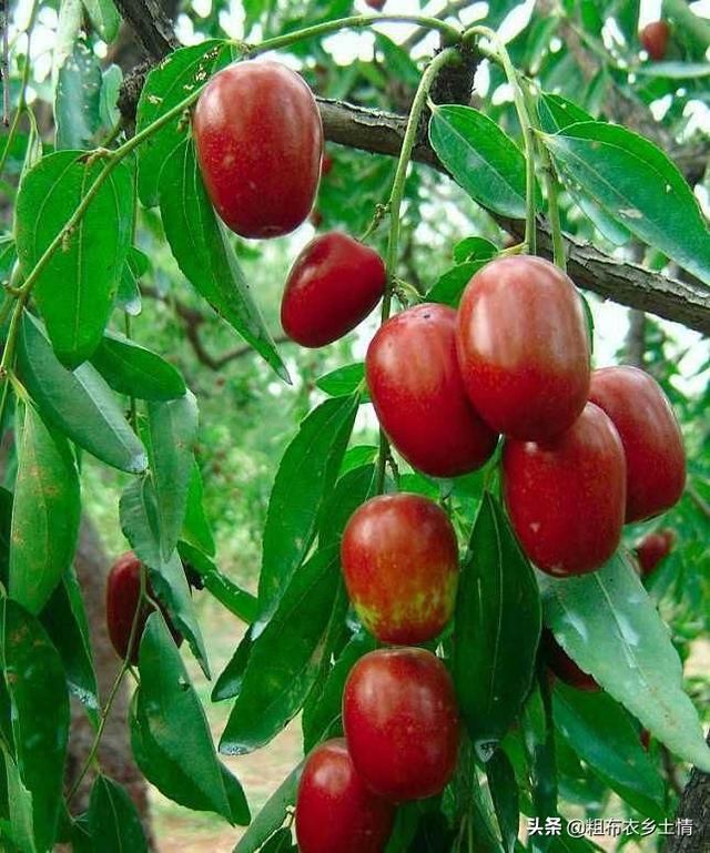 枣树花期适合用哪些肥料能提高坐果率?