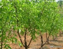 枣树花期适合用哪些肥料能提高坐果率?