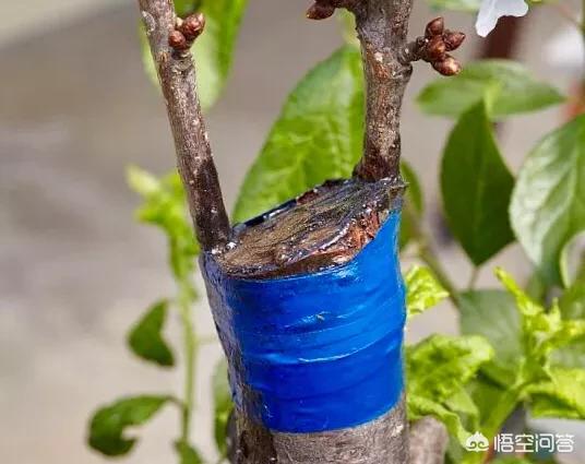嫁接有什么要求?