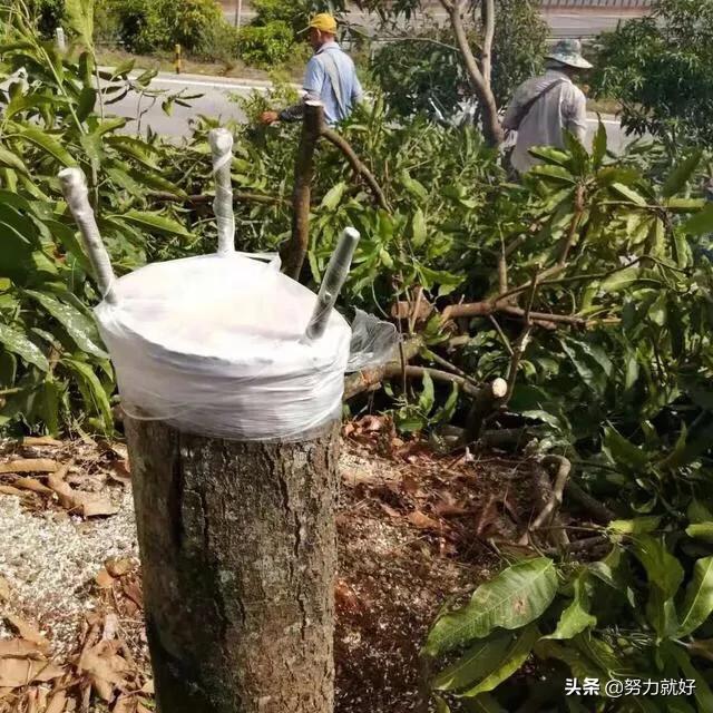 嫁接有什么要求?