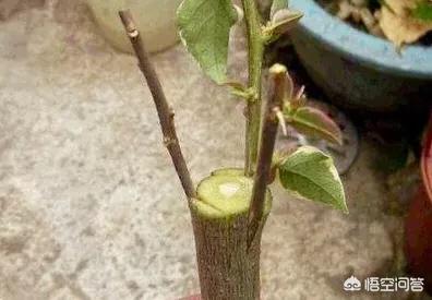 嫁接有什么要求?