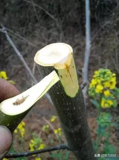 嫁接有什么要求?