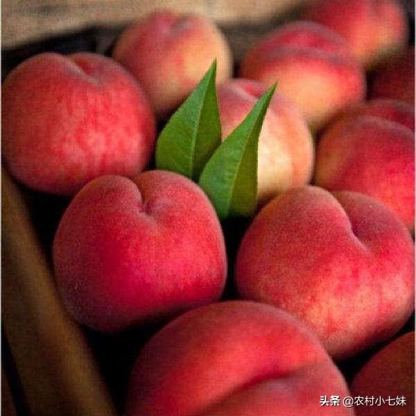 桃套袋用红色好还是什么色好？