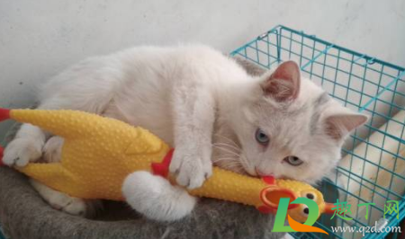 猫瘟空气传播几率大么