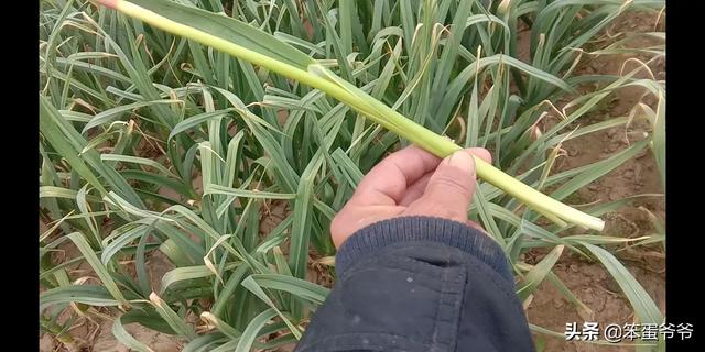 出苔后施什么肥能使大蒜快速膨大?