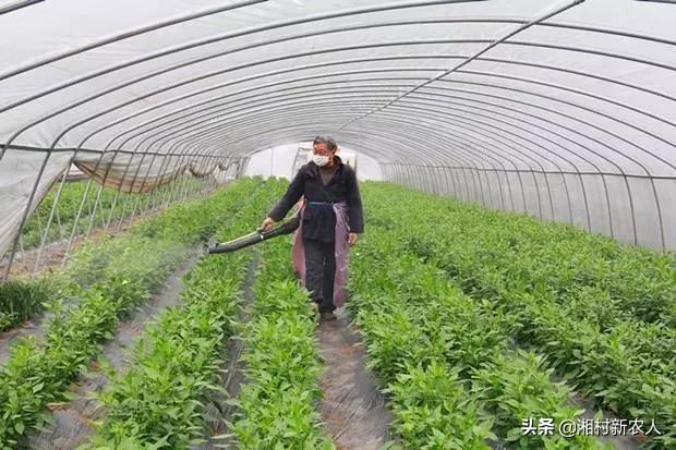 叶面肥有哪些种类?怎么应用比较好?