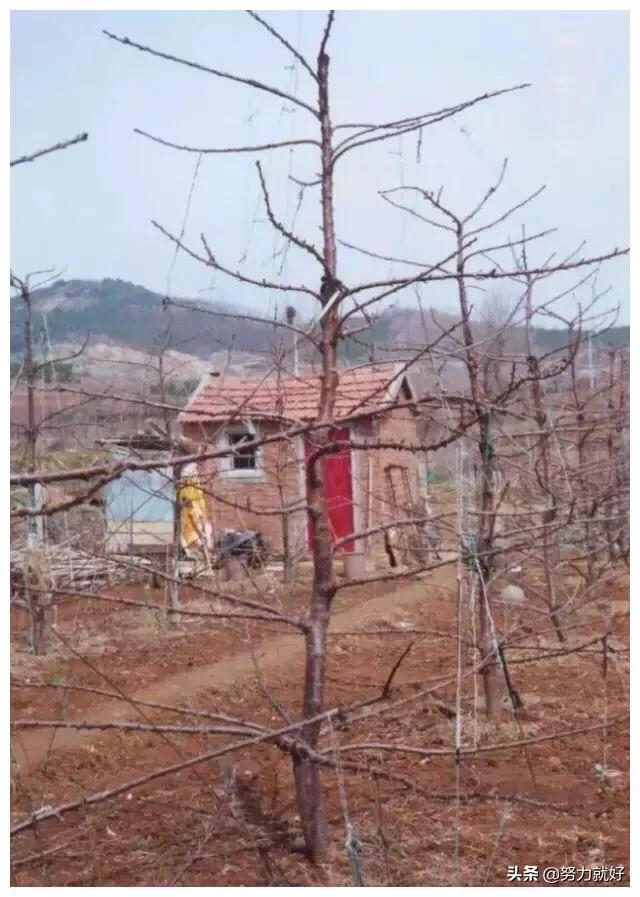 大樱桃移栽后怎么修剪？