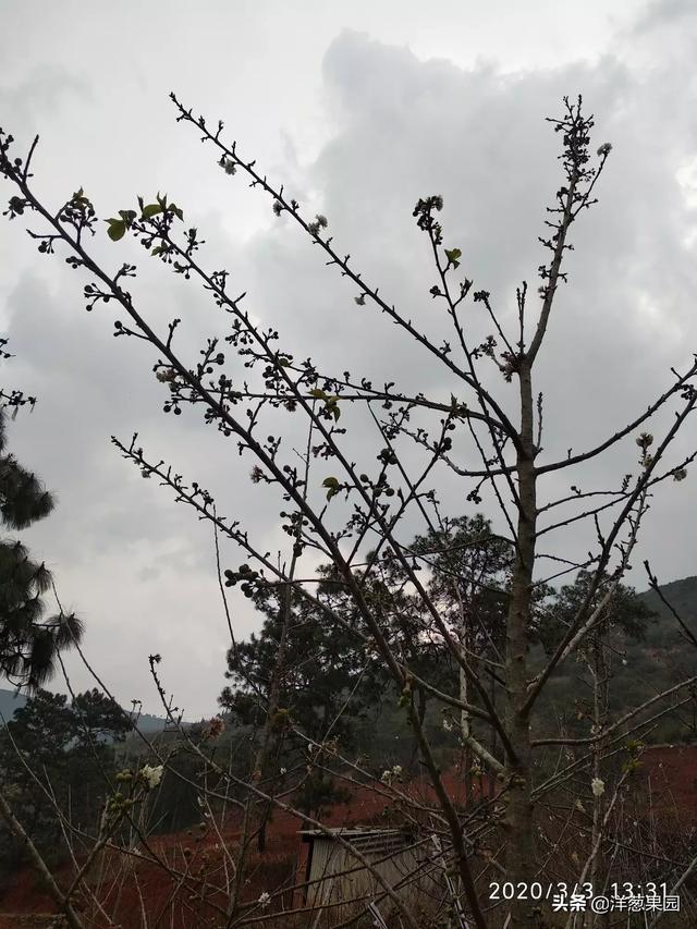 4年大樱桃树,单轴延伸型,每个枝条都要剪梢留下芽吗?