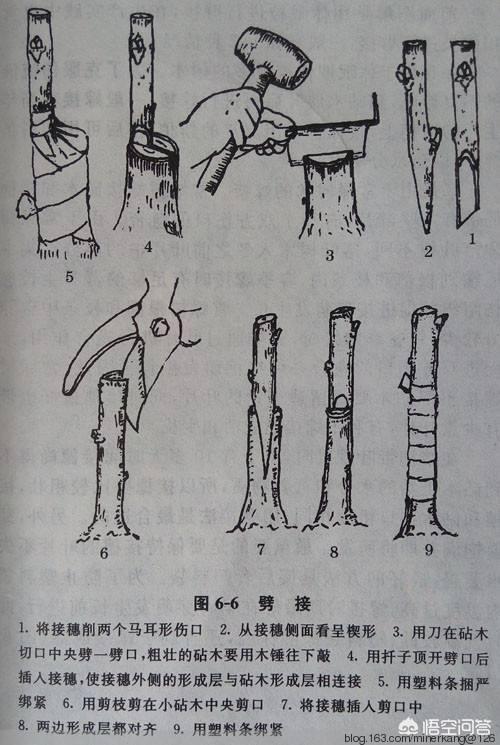 夏天也可以劈接吗?