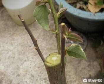 夏天也可以劈接吗?
