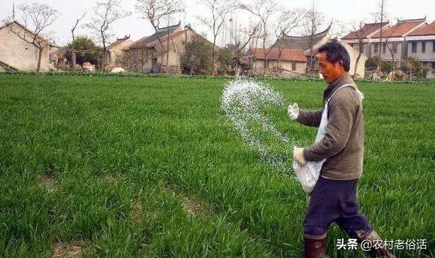 请问怎样才能识别市场出售的尿素是真还是假？