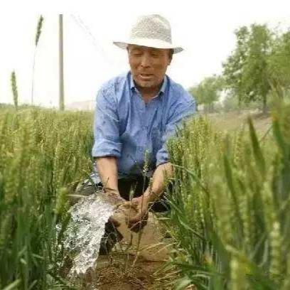冬小麦的生育期有哪些?