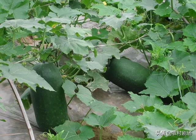 冬瓜大棚种植怎么高产,如何预防疾病,大棚温度如何把控?
