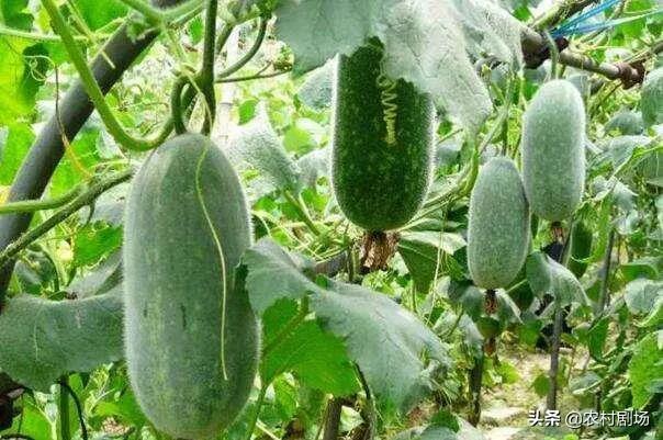 冬瓜大棚种植怎么高产,如何预防疾病,大棚温度如何把控?