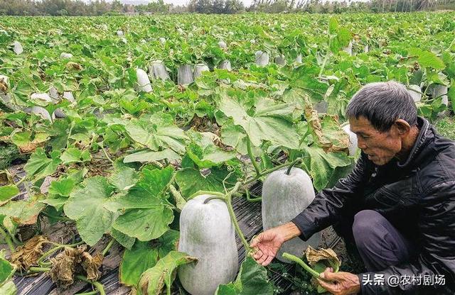 冬瓜大棚种植怎么高产,如何预防疾病,大棚温度如何把控?
