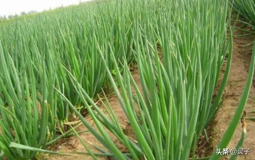 种植大葱播种量如何确定?又该如何处理种子呢?