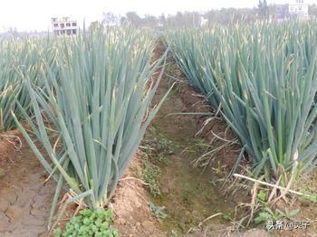 种植大葱播种量如何确定?又该如何处理种子呢?