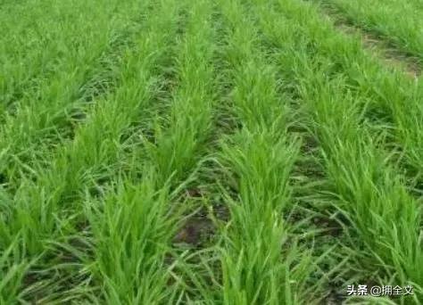 韭菜苗定植后如何进行田间管理？