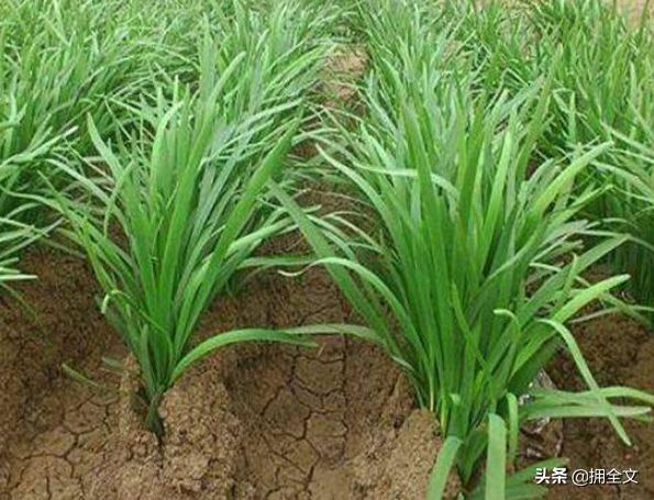韭菜苗定植后如何进行田间管理？