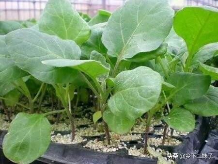 茄子有哪些种类?要如何种植管理才能高产?